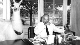 Robert Moses posing with Sir Lancelot the Llama. The image is from the John and Nora Wise Papers, Dallas Museum of Art: http://uncrated.wordpress.com/tag/new-york-city-urban-planner/
