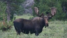 Moose2