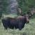 Moose2