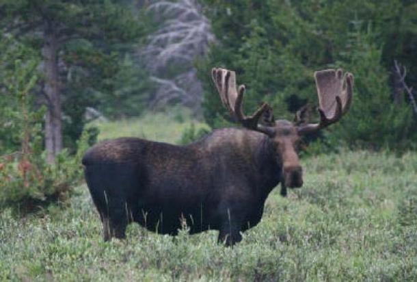 Moose2