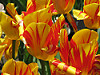 BrooklynBotanicGardenSpring2013_60