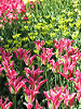 BrooklynBotanicGardenSpring2013_58