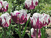 BrooklynBotanicGardenSpring2013_59